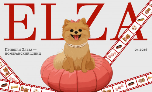 Elsa is a Pomeranian Spitz