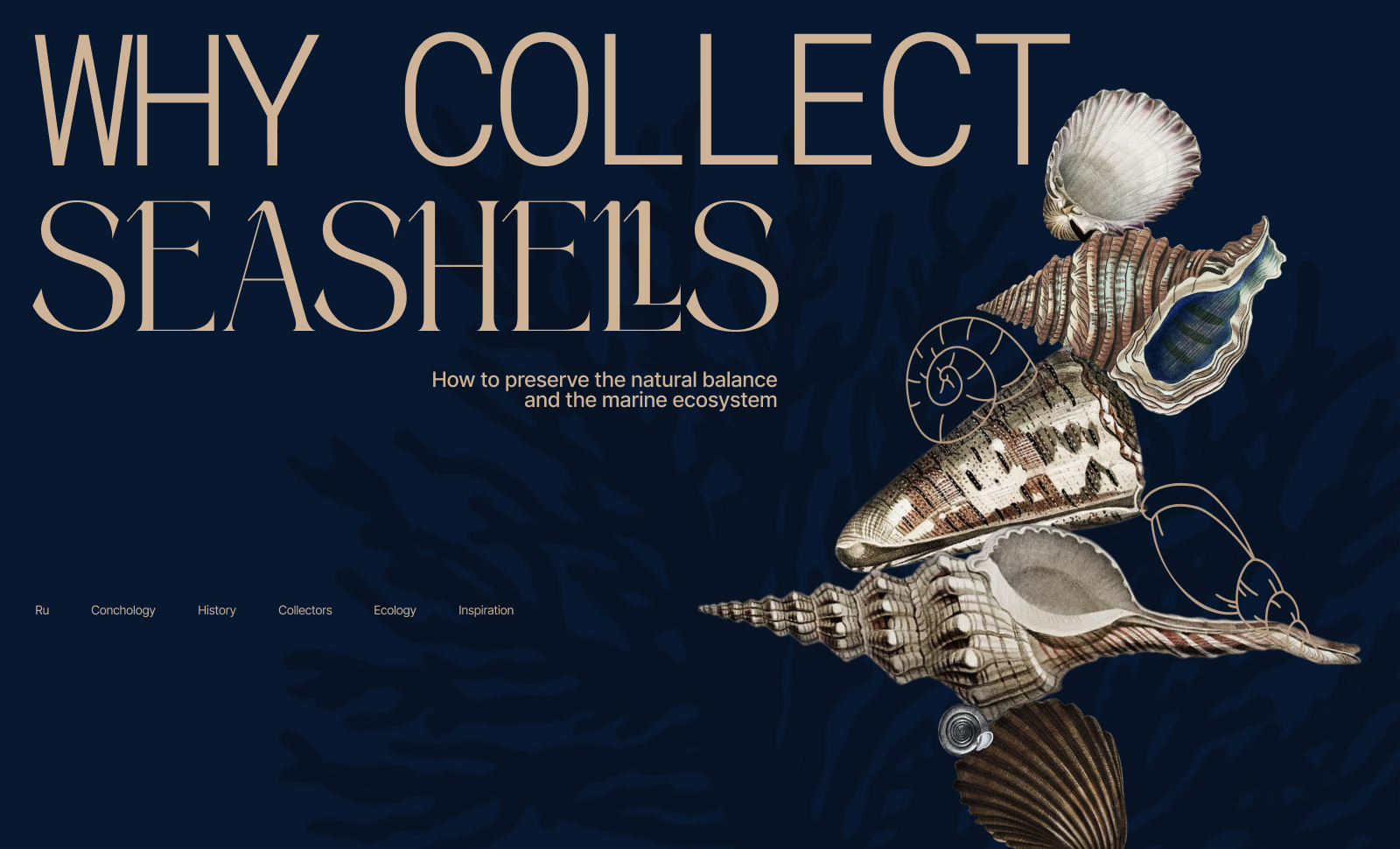 Collect Seashells